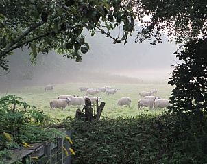 Schapen in mistig landschap rondom Vakantiehuis in Drachten, Friese bossen.
