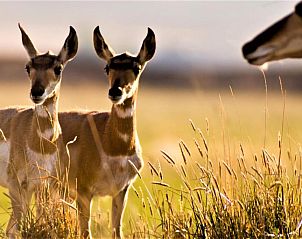 Unterkunft 2325802 - Ferienhaus Rocky Mountains - Log Cabin Motel