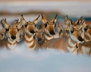 Unterkunft 2325802 - Ferienhaus Rocky Mountains - Log Cabin Motel