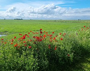 Prachtige bloemenweide nabij Vakantiehuis in Nijemirdum, omgeven door Friese natuur.
