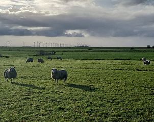 Schapen in de weide nabij Vakantiehuis in Nijemirdum, omgeven door Friese natuur.