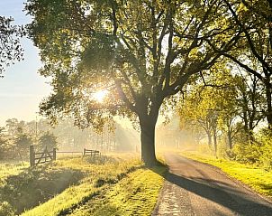Zonlicht door bomen bij Vakantiehuis in Nijemirdum, Friese bossen