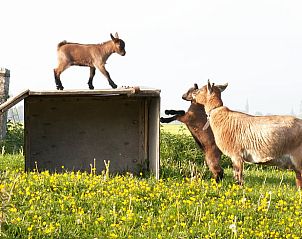 Schattige geiten in de weide bij Huisje in Bolsward, vakantiehuis in Friesland, voor een landelijke ervaring.