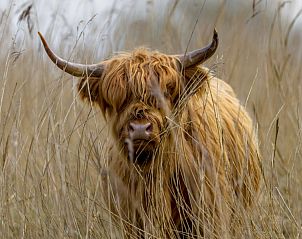Verblijf 260110 - Vakantiewoning Lauwersmeer - Chalet2rent Lauwersmeer