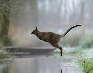Unterkunft 260208 - Ferienhaus Het Friese platteland - Vakantiehuis in Makkinga