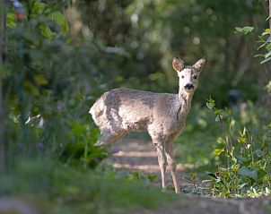 Unterkunft 260208 - Ferienhaus Het Friese platteland - Vakantiehuis in Makkinga