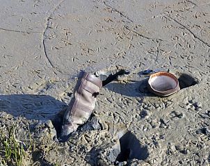 Guest house 260408 - Holiday property Het Friese platteland - Vakantiehuis in Moddergat