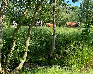Unterkunft 2611502 - Ferienhaus Het Friese platteland - Vakantiehuisje in Surhuizum