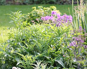 Blhender Garten im Ferienhaus in Ferwert, eine Oase der Ruhe in der friesischen Landschaft, Friesland.