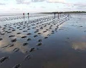 Wadlopen nabij Vakantiehuis in Ferwert, ein einzigartiges Erlebnis in der friesischen Landschaft, Friesland.
