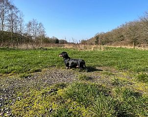 Schattige teckel in de tuin van Vakantiehuisje in Oldeholtpade, een hondvriendelijke locatie op het Friese platteland in Friesland.