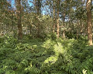 Weelderige bossen rondom Vakantiehuisje in Oldeholtpade, een natuurlijke oase op het Friese platteland in Friesland.