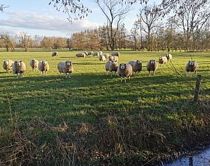 Schapen in de omgeving van Huisje in Kootstertille, vakantiehuis op het Friese platteland, omringd door groene velden.