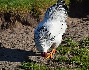 Guest house 2614003 - Holiday property Het Friese platteland - Vakantiehuisje in Munnekeburen