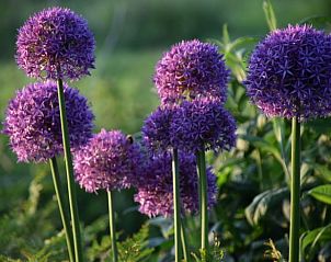 Guest house 2614003 - Holiday property Het Friese platteland - Vakantiehuisje in Munnekeburen