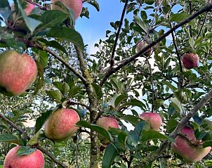 Fruitbomen in de tuin van Huisje in Surhuisterveen op het Friese platteland, Friesland.