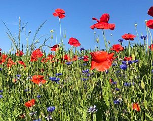Veld vol klaprozen bij Vakantiehuisje in Nij Beets, Friesland.