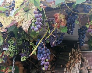 Rijpe druiven in de tuin van Vakantiehuisje in Nij Beets, Friesland.