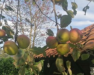 Appelbomen in de tuin van Vakantiehuisje in Nij Beets, Friesland.