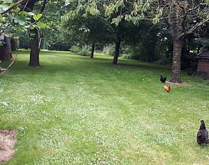 Grote tuin met kippen bij Huisje in Gersloot, vakantiehuis op het Friese platteland.