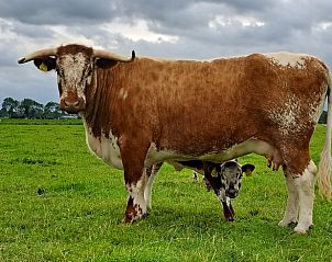 Guest house 2619801 - Holiday property Het Friese platteland - Vakantiehuisje in Baaium