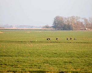 Guest house 2620103 - Holiday property Het Friese platteland - Vakantiehuisje in Tjerkgaast