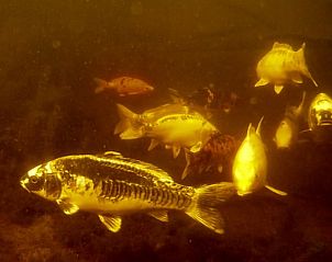 Guest house 2620303 - Holiday property Het Friese platteland - Huisje in Tersoal