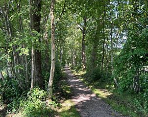 Atmospheric forest path near Holiday home in Haskerhorne, Friesland, ideal for walks in the Frisian countryside.