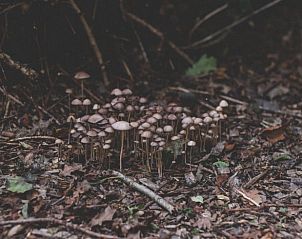 Mushrooms in the forest at Holiday Home in Nieuwehorne, surrounded by nature.