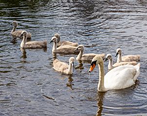 Guest house 2621501 - Holiday property Het Friese platteland - Huisje in echten