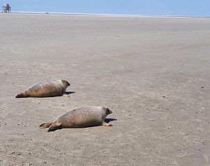 Guest house 263011 - Holiday property Het Friese platteland - Huisje in Holwert