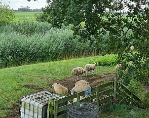 Schapen grazen rondom Huisje in Kollum, vakantiehuis op het serene Friese platteland, Friesland.