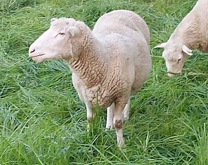 Guest house 267017 - Holiday property Het Friese platteland - Vakantiehuisje in Jannum bij Dokkum