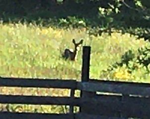 Unterkunft 269902 - Ferienhaus Het Friese platteland - Vakantiehuisje in Tijnje