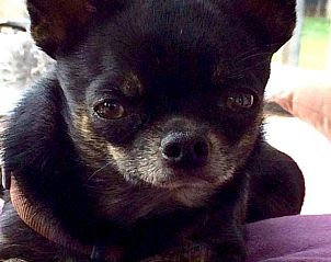 Unterkunft 28603304 - Appartement Bayern - Hotel zum See garni