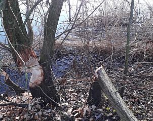 Natuurlijke omgeving met beversporen bij Vakantiehuisje in Ochten, Gelderland.