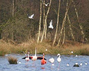 Flamingo's en vogels in de natuur rondom 't Zwaontje, een unieke ervaring in Winterswijk, Achterhoek, Gelderland.