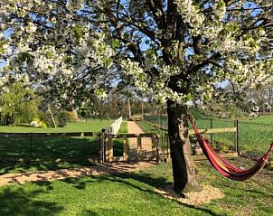 Hangmat onder bloesemboom bij Sturrishuus appartement in Varsseveld, rustgevende omgeving in Gelderland.