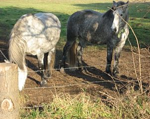 Ontdek de landelijke omgeving met paarden bij BIJZONDERE EN UNIEKE GROEPSACCOMMODATIE IN DE ACHT in Aalten, Achterhoek.