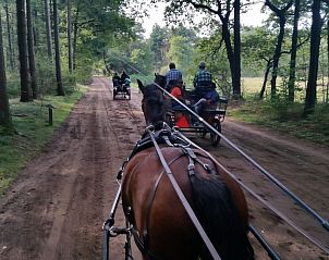 Paard en wagen rit door de bossen bij Jonkersweg vakantiehuis, Winterswijk Meddo, een unieke ervaring in de Achterhoekse natuur.