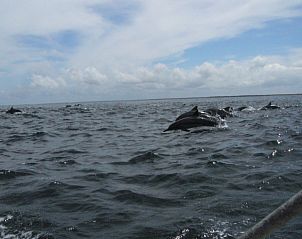 Guest house 3042001 - Holiday property Middle-Sri Lanka - Briddens Cabanas