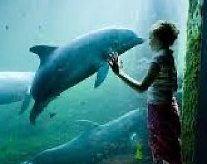 Kind bij aquarium met dolfijnen, nabij Aledo Veluwe aan Zee Strand Horst, Ermelo, Gelderland. Educatieve activiteiten beschikbaar.