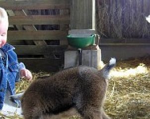 Kinderen en dieren in de kinderboerderij van Helfterkamp, Vaassen, Veluwe.