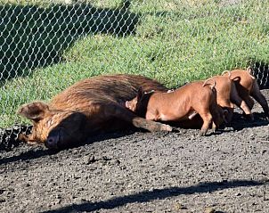 Varkens met biggetjes in de modder bij vakantiehuis Oosterwolde, Veluwe, landelijke charme.