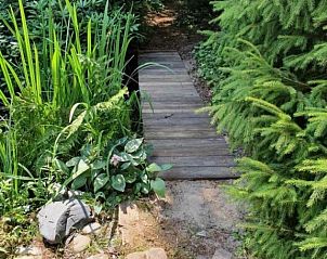Rustiek pad omgeven door weelderig groen bij vakantiehuis Jutta in Nunspeet, Veluwe. Ontdek de serene natuur van Gelderland.