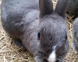 Verblijf 3726601 - Bed and breakfast Kwazoeloe-Natal - Wild Berry Guest Farm