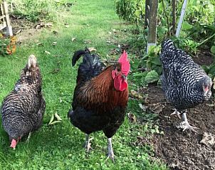Rural setting of Holiday Home in Melick, Central Limburg with free-range chickens in the garden.