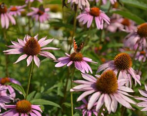 Flowering garden at Holiday Home in Melick, Limburg with colorful flowers and butterflies.