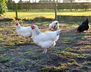 Guest house 384210 - Holiday property Noord Limburg - Huisje in Siebengewald