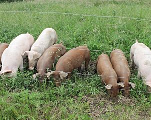 Guest house 390513 - Bed and Breakfast Zuid Limburg - Hof van Kleeberg